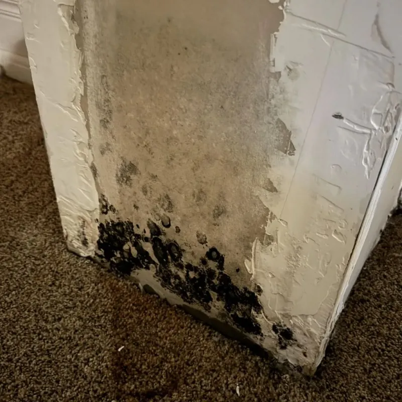 Professional Mold Removal in Cotton County, OK